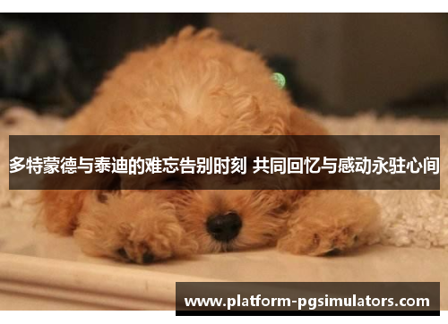 多特蒙德与泰迪的难忘告别时刻 共同回忆与感动永驻心间
